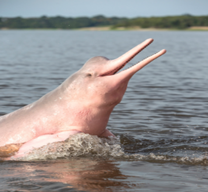 Tout savoir sur le dauphin rose de l’Amazone