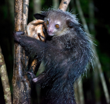L’Aye-aye : un lémurien unique de Madagascar